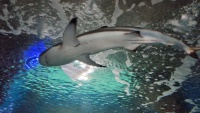 Schwarzspitzen-Riffhai (Carcharhinus melanopterus).
